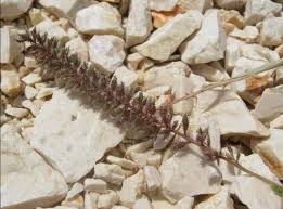 Image result for Tragus racemosus