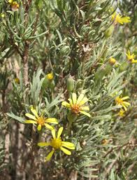 Image result for Hertia