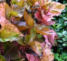 Image result for Acalypha volkensii
