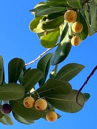 Image result for Mimusops