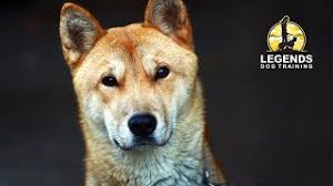 The korean jindo originated on jindo island in south korea and was bred to hunt small and large animals including boar and deer. Korean Jindo Ultimate Guide Personality Trainability Health Etc
