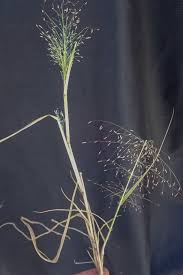 Image result for Eragrostis pilosa