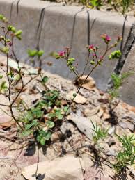Image result for Boerhavia diffusa