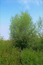 Image result for Harveya alba