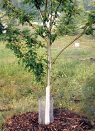 You get quality fruit trees direct from the fruit tree specialists. Painting Tree Trunks White Prevents Cracking Ask Our Experts Blog Mother Earth News
