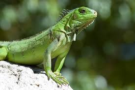 Maybe you would like to learn more about one of these? Reptiles Facts Characteristics Anatomy And Pictures