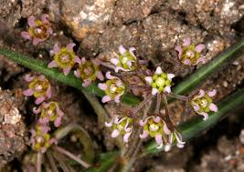 Image result for Stenostelma