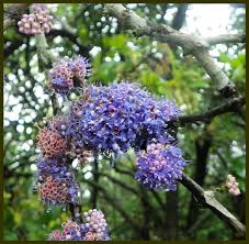 Image result for Memecylon myrianthum