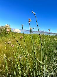 Image result for Schoenoplectus erectus