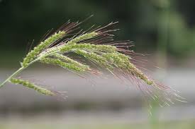Image result for Echinochloa ugandensis