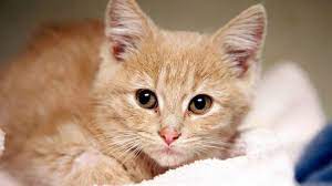 Meet Elsa The Kitten Who Survived Being Frozen Abc News