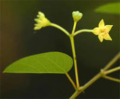 Image result for Helinus integrifolius