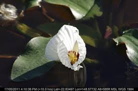 Image result for Ottelia