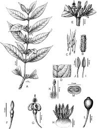 Image result for Pavetta sp. F