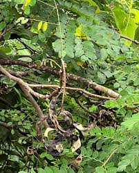 Image result for Adenanthera