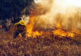 Luego de los devastadores incendios del 2015, continúan los focos intencionales. Incendios Forestales Parque Nacional Patagonia Abre Convocatoria Para Capacitar A Futuros Brigadistas