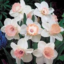 Daffodil Bulbs For Sale Buy Flower Bulbs In Bulk Save Bulb Flowers Daffodil Bulbs Flowers