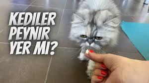 kediler yogurt yer mi yogurt kediler icin faydali mi zararli mi kediye yogurt verilir mi youtube