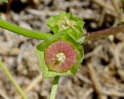 Image result for Malva parviflora