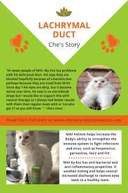 Che The Cat Had Problems With His Lachrymal Duct His Eyes Cats Animal Stories
