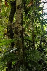 Image result for Lomariopsis rossii