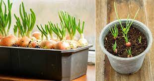 Grow spring onions at home in a plastic bottle. Growing Green Onions In Containers Year Round Balcony Garden Web