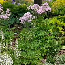 Image result for Thalictrum