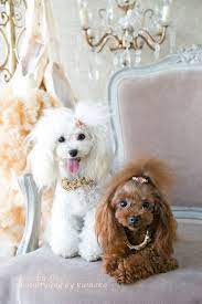 Pretty Poodles Poodle Pretty Poodles Cute Dogs Poodle