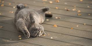 These pictures of this page are about:gambar kucing gebu. Kucing Gemuk Itu Lucu Tapi Cegah Jangan Sampai Obesitas Merdeka Com