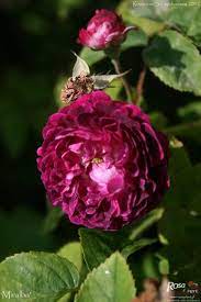 Miralba Rose Photo Heritage Rose Shrub Roses Rose