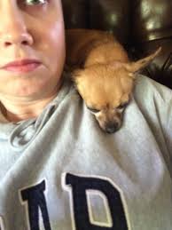 Why does my chihuahua sit