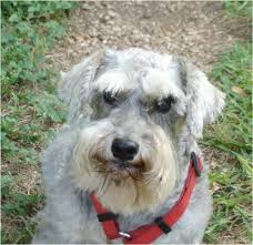 Feel free to browse hundreds of active classified puppy for sale listings, from dog breeders in pa and the surrounding areas. Miniature Schnauzer Maddie