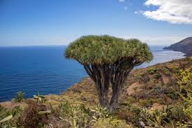 Image result for Dracaenaceae
