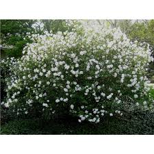 Many fragrant viburnums flower in spring, kicking off the season with aroma that can perfume an entire yard. Plant Of The Week Fragrant Viburnum Rost Landscaping