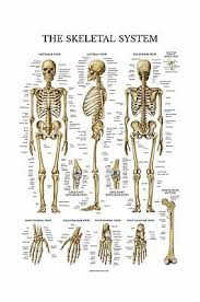 Skeletal System Anatomical Chart Laminated Human Skeleton Anatomy Poster Ebay
