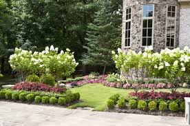 Treeform Limelight Hydrangea Seasonal Plantings By Gurley S Azalea Garden Azaleas Garden Boxwood Landscaping Backyard Landscaping