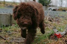 12 Absolutely Adorable Dog Breeds With Curly Hair Cute Dogs Breeds Lagotto Romagnolo Dog Breeds