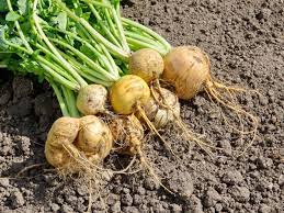 Larger turnips become tough and woody. Turnip Harvest When Are Turnips Ready For Picking