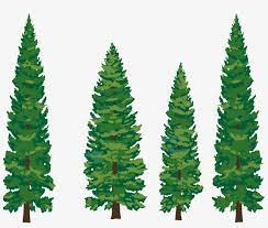 Pine Branches Watercolor Png Vector Image Royalty Free Pine Trees Clipart Free Transparent Png Download Pngkey