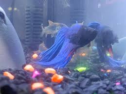 My Betta Max Will Glass Surf With My Cory S I Think He Finds It Almost As Entertaining As Swimming Through The Bubbles Bettafish