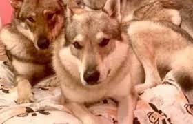 Ragazza sbranata dai cani, spirlì: Donna Sbranata Dai Cani La Figlia Non Abbatteteli Prima Chivasso