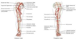 This online quiz is called arteries and veins of the human body anatomy, human, veins, arteries, cardiovascular system, blood vessels. Pin On Vascular Sonography