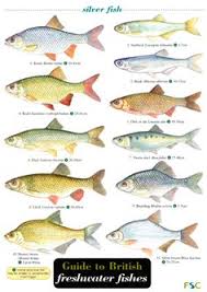 14 Best Aquaculture Fish Farming About Images Fish Farming