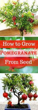 Maybe you would like to learn more about one of these? Step By Step Procedure For Growing Pomegranate Plant From Seed Indoors Home Gardeners