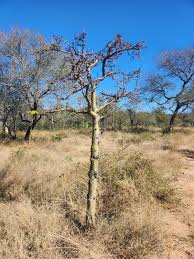 Image result for Commiphora tenuipetiolata