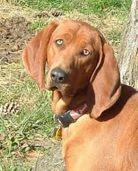 Raising the puppy together with family pets help the most. Redbone Coonhound Breed Information History Health Pictures And More