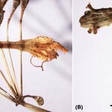 Image result for Commicarpus pedunculosus