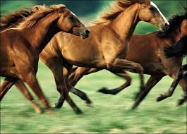 Oak hollow furniture is also an online retailer that sells office furniture throughout the united states. Tack Shop And Equestrian Homes