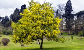 Image result for Acacia abyssinica