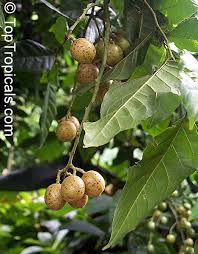 Image result for Clausena